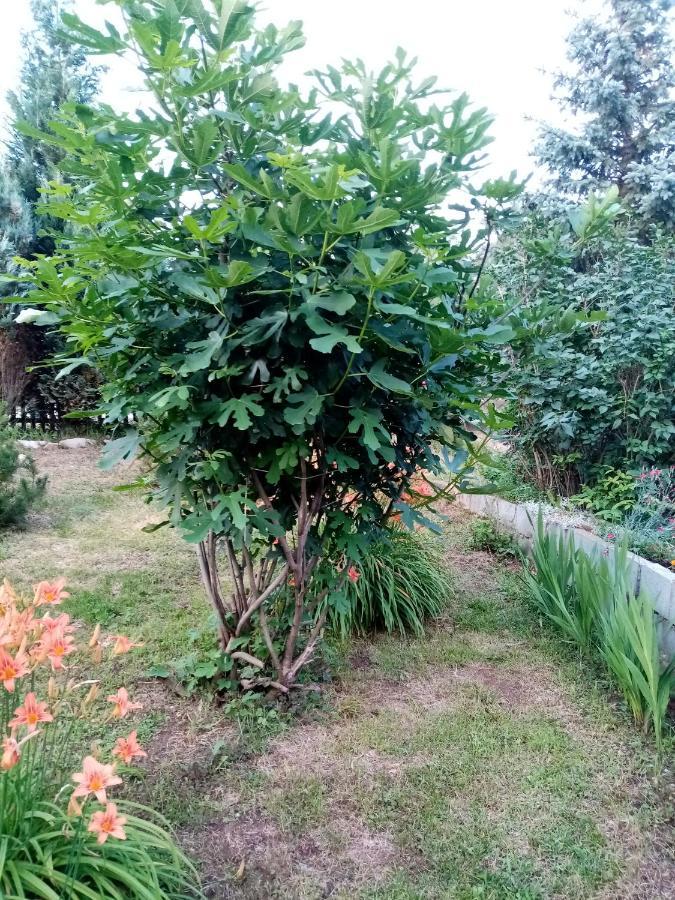 Guesthouse Smiljanic Slavkovica Luaran gambar